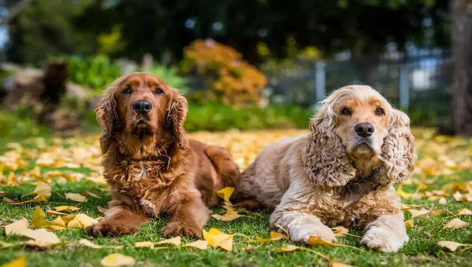 Cocker Spaniels Require A Lot Of Attention And Care