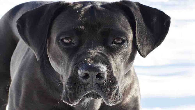 Common Cane Corso  Health Problems