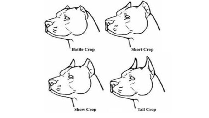 Common Ear Cropping Styles