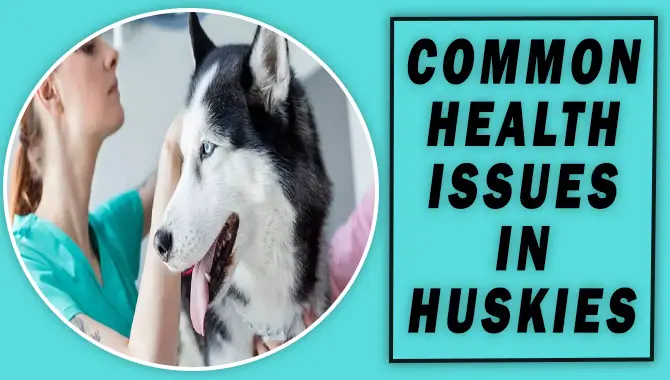 Common Health Issues In Huskies
