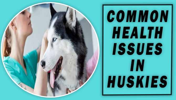 Common Health Issues In Huskies