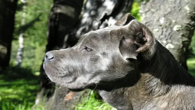 Common Myths About Cane Corso Shedding