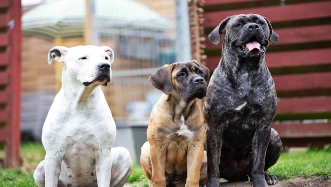 Comparing The Speed Of Cane Corsos To Other Dog Breeds