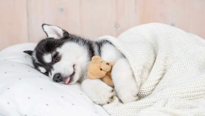 Controlling Your Husky's Energy To Balance Sleep Time