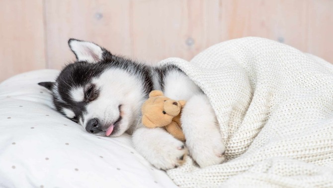 Controlling Your Husky's Energy To Balance Sleep Time