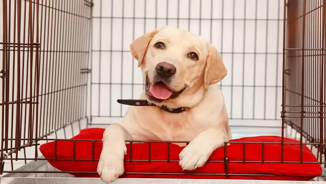 Crate Training