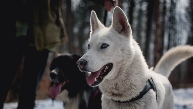 Create A Dedicated Space For Your Husky.