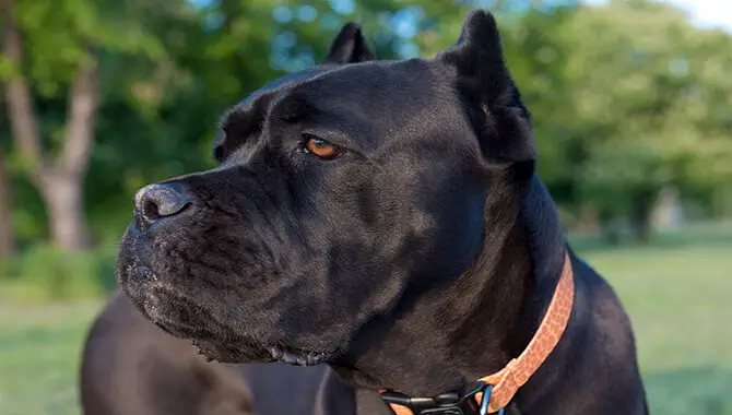 Dangers Of Owning A Cane Corso