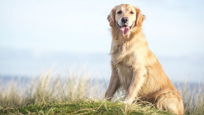 Deciding When Is A Golden Retriever Too Old To Breed