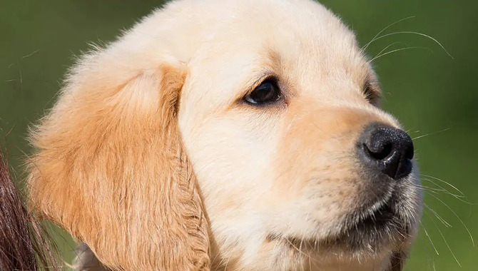 Determining How Much Should A Golden Retriever Puppy Sleep