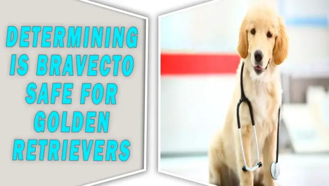 Determining Is Bravecto Safe for Golden Retrievers