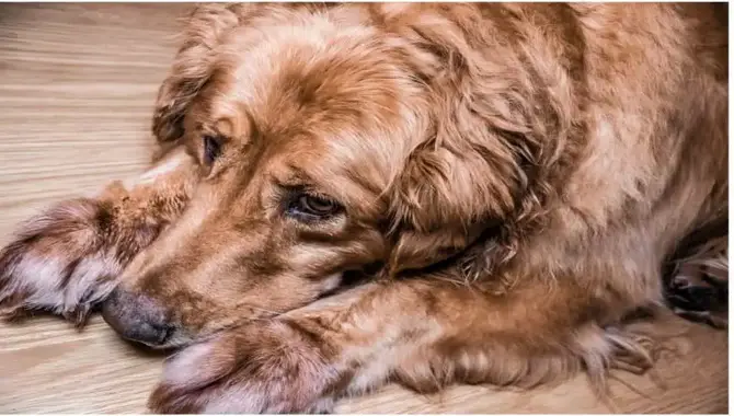 Diagnosing Loneliness And Depression In A Golden Retriever