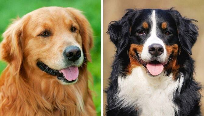 Differences Between Golden Retrievers and Bernese Mountain Dogs