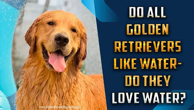 Do All Golden Retrievers Like Water