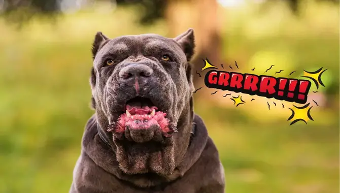 Do Cane Corso Dogs Bark A Lot And How Loud Is It
