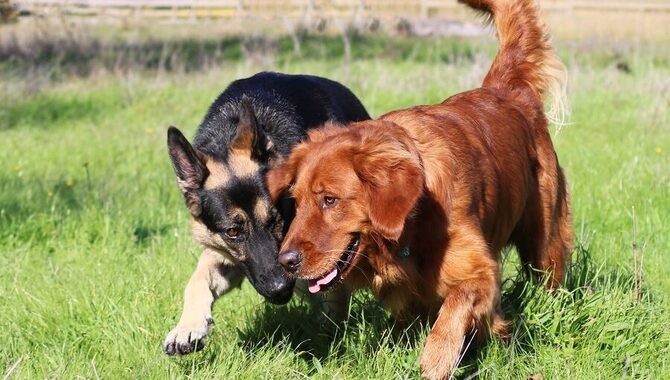 Do Golden Retrievers And German Shepherds Have Similar Attributes?