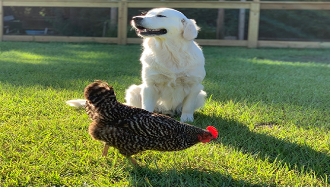 Do Golden Retrievers Kill Chickens