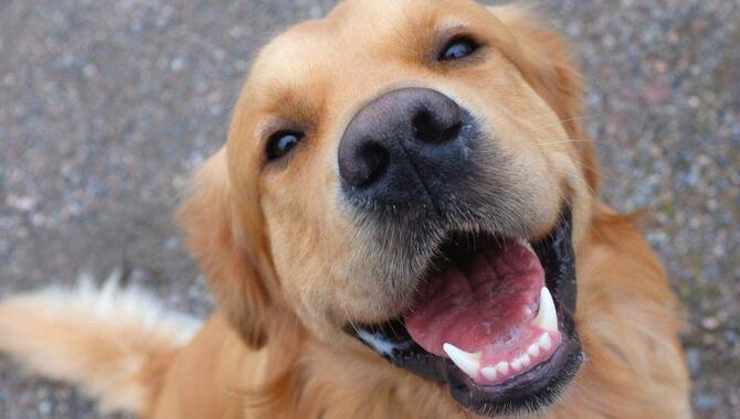 Do Golden Retrievers Need Their Glands Expressed: What You Need To Know
