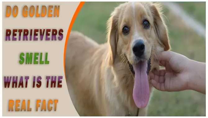 Do Golden Retrievers Smell