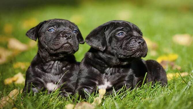 Does The Eye Color Of A Cane Corso Change During The Transition From Puppy To Adulthood