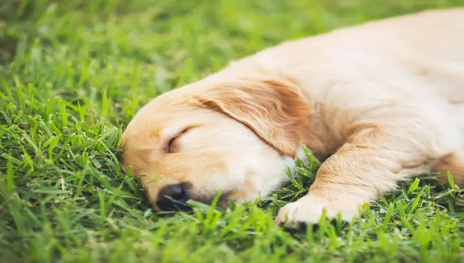 Does The Golden Retriever Puppy Sleep A Lot