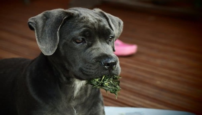 Does Your Cane Corso Have An Unbalanced Diet
