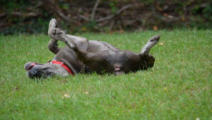 Why Does My Cane Corso's Stink? - 8 Reasons You Must Know