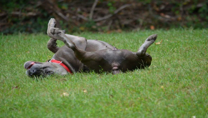 Does Your Cane Corso Have Anal Gland Problems