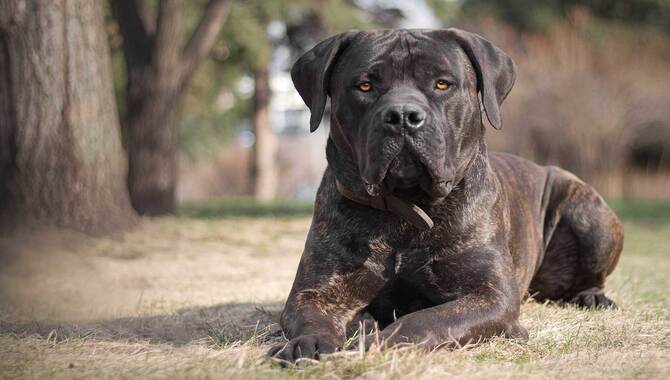 Does Your Cane Corso Have Skin Problems