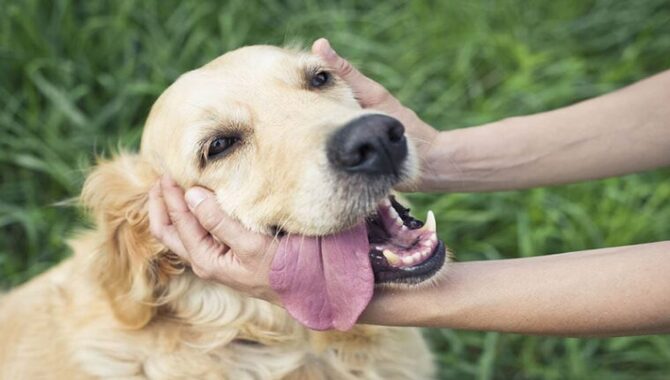 Does Your Golden Retriever Drool A Lot 10 Possible Causes For Excessive Drooling