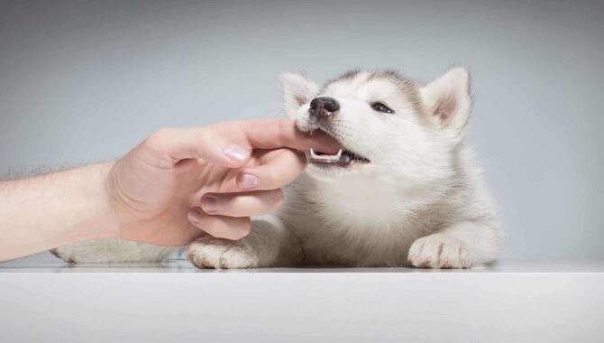 Don't Punish Your Husky For Chewing