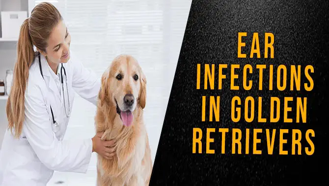 Ear Infections In Golden Retrievers