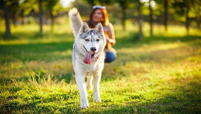 Ensure You're Giving Adequate Daily Exercise