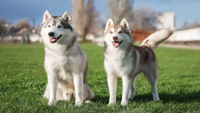 Estimation Of How Long Do Huskies Live