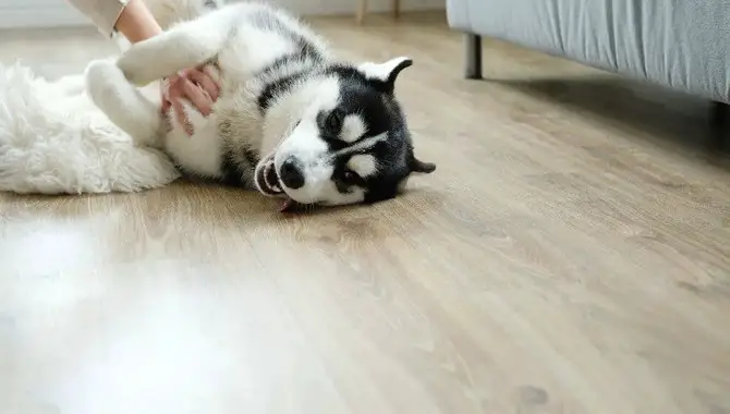 Estimation Of How Much Space Does A Husky Need