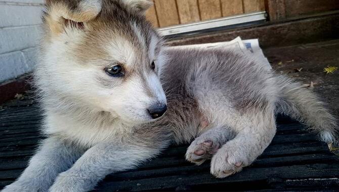 Estimation Of How Much To Feed Your Husky Puppy