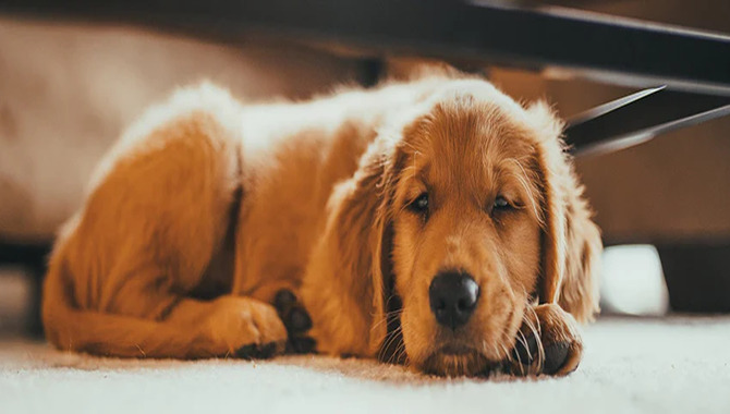 Evening Routine For Your Golden Retriever Puppy