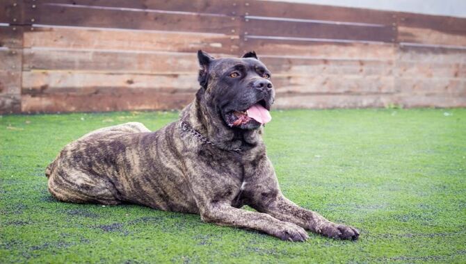 Examining The Temperament Of Cane Corso