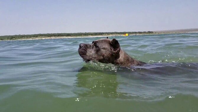 Exercise And Swimming For Cane Corso