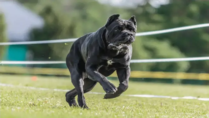 Exercise Requirements Of The Cane Corso