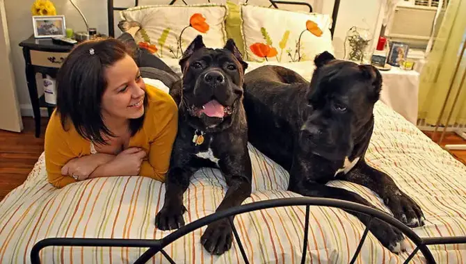 Explaining Can A Cane Corso Live In An Apartment