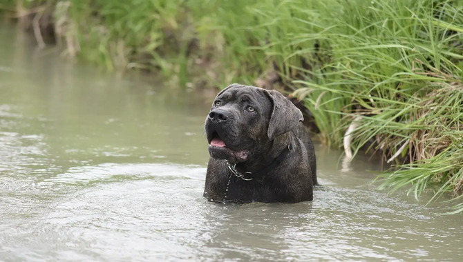 Explaining Can Cane Corsos Swim