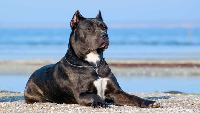 Explaining Cane Corso Puppy Ear Cropping