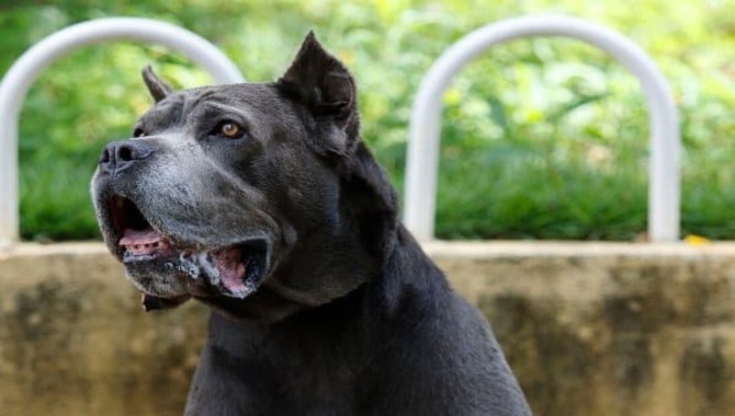 Explaining Cane Corsos Drool A Lot