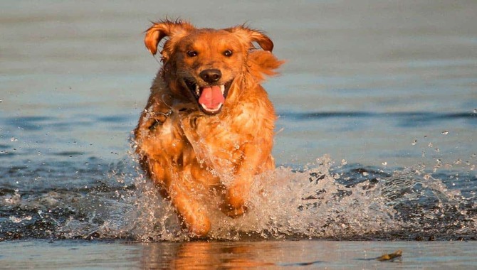 Exploring Do All Golden Retrievers Like Water