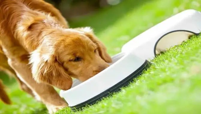 Exploring How Much To Feed A Golden Retriever Daily