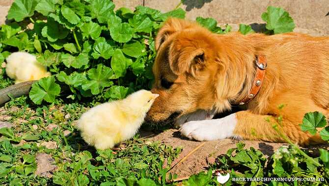 Expose Your Dog To The Chickens Often