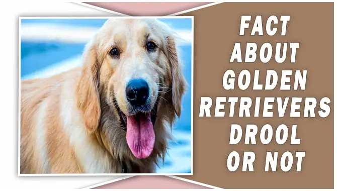 Fact About Golden Retrievers Drool Or Not