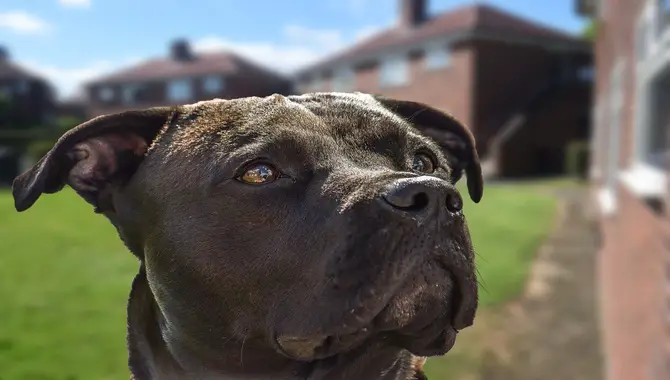 Factors Should Be Considered Before Leaving A Cane Corso Alone