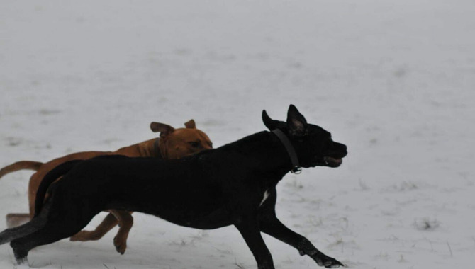 Factors That Affect The Running Speed Of A Cane Corso